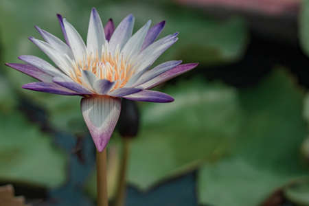 Beautiful multicolor lotus flower in the pond, water lily grow in the water, shallow depth of fieldの写真素材