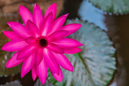 Beautiful pink lotus flower in the pond, water lily grow in the water, shallow depth of fieldの写真素材