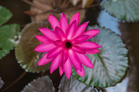 Beautiful pink lotus flower in the pond, water lily grow in the water, shallow depth of fieldの写真素材