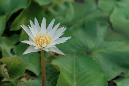 Beautiful multicolor lotus flower in the pond, water lily grow in the water, shallow depth of fieldの写真素材