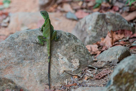 Big lizard lying on the green stone in the natureの写真素材