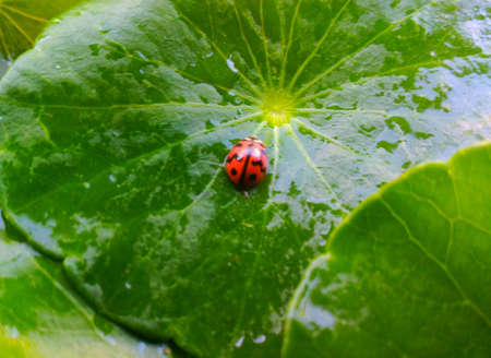 Ladybugの素材
