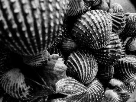 cockle seafoods background,one of the  best seafoods  in black and whiteの写真素材