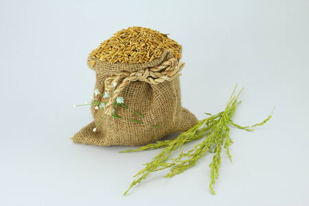 Paddy rice in small sack on White Backgrounds and Green riceの写真素材