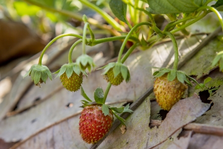 Red and Green Strawberry in Nature Farm.の写真素材