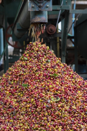Coffee beans , cherries の写真素材
