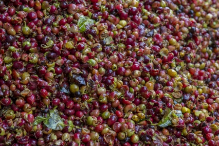 Coffee beans , cherries の写真素材