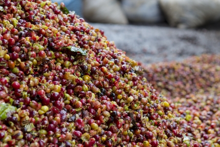 Coffee beans , cherries の写真素材