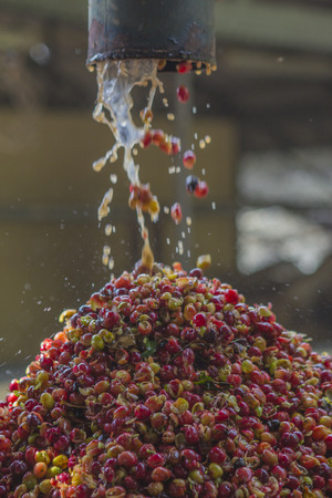 Coffee beans , cherries の写真素材