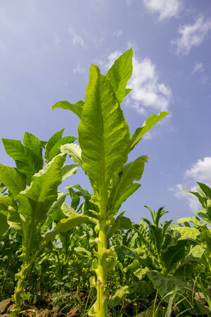 tobacco rows on the field under sharp sunlight の写真素材