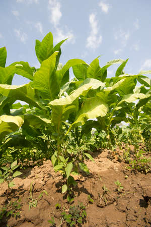 tobacco rows on the field under sharp sunlight の写真素材
