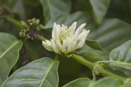 Flowreing coffee tree.の写真素材