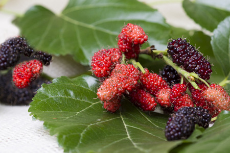 Mulberry With fresh leaves on sackcloth.の写真素材