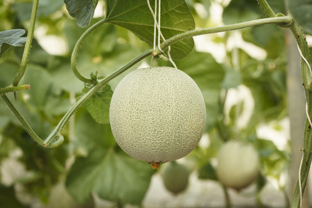 Fresh melon farm at the Big Mountain Thailand.の写真素材