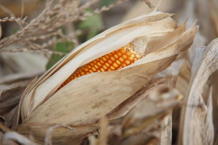 Corn for animal feed.