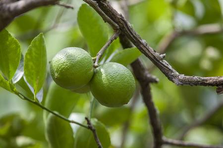 Lemon on the tree.の写真素材