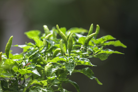 Fresh chilli from the tree.の写真素材