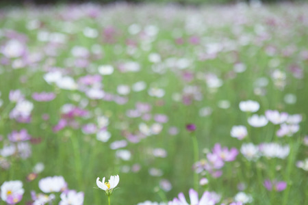 Flower Cosmos shooting close-ups.の写真素材