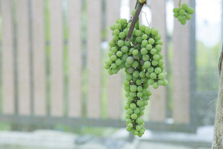 Fresh grapes from the vine.の写真素材