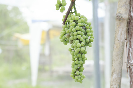 Fresh grapes from the vine.の写真素材