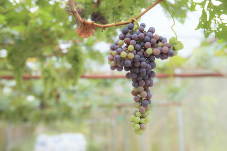 Fresh grapes from the vine.の写真素材