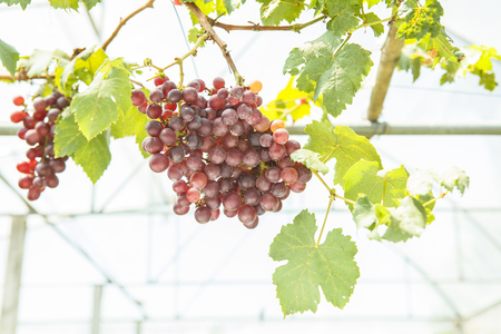 Faesh red grapes from the vine.の写真素材