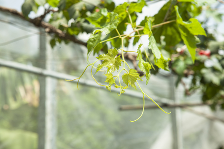 Faesh red grapes from the vine.の写真素材