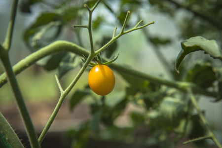 Small tomatoes form the tree.の写真素材