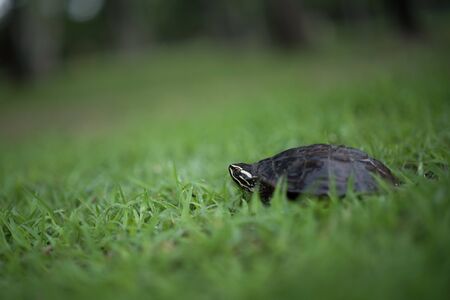The black turtle walking on the grass field in the big forestの写真素材