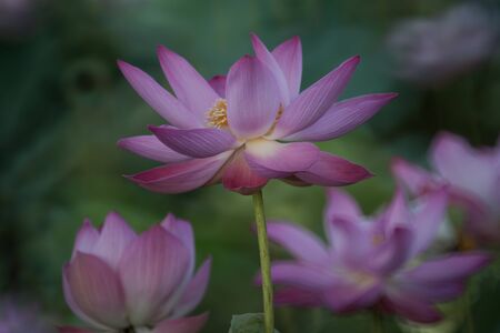 Lotus queen of water tree which relates to the belief in buddhismの写真素材