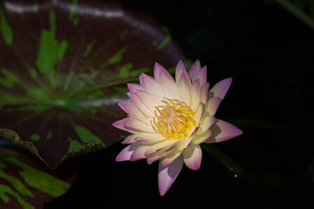 Colorful lotus in the gardenの写真素材