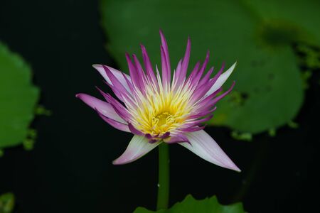 Lotus queen of water tree which relates to the belief in buddhismの写真素材