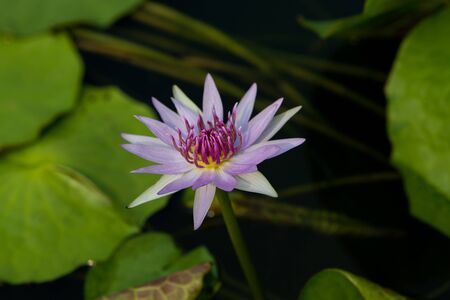 Lotus queen of water tree which relates to the belief in buddhismの写真素材