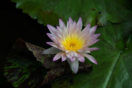 Lotus queen of water tree which relates to the belief in buddhismの写真素材