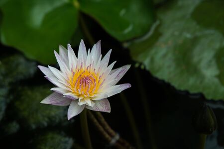 Lotus queen of water tree which relates to the belief in buddhismの写真素材