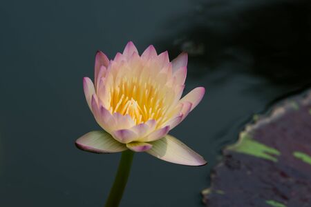 Lotus queen of water tree which relates to the belief in buddhismの写真素材