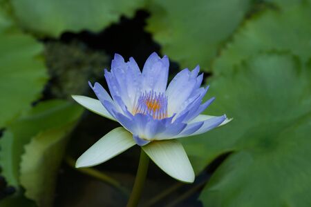 Lotus queen of water tree which relates to the belief in buddhismの写真素材