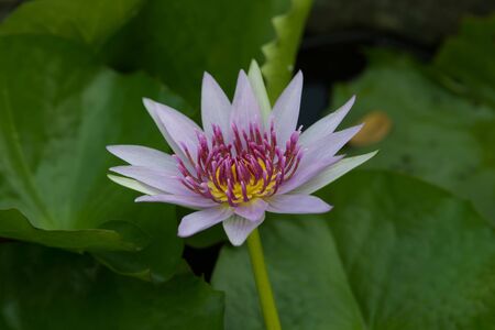 Lotus queen of water tree which relates to the belief in buddhismの写真素材