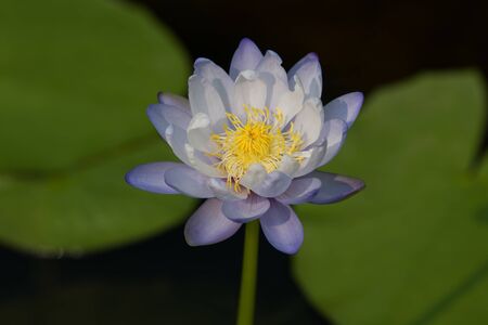 Lotus queen of water tree which relates to the belief in buddhismの写真素材