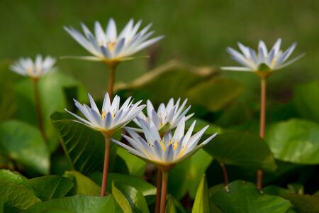 Lotus queen of water tree which relates to the belief in buddhismの写真素材