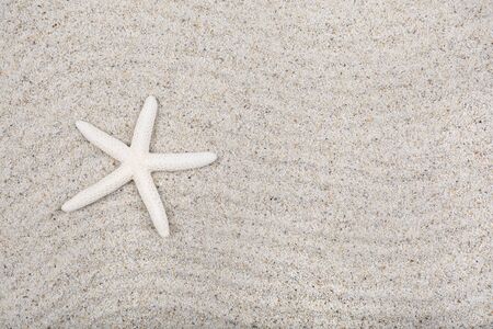 Starfish on a sand beachの写真素材
