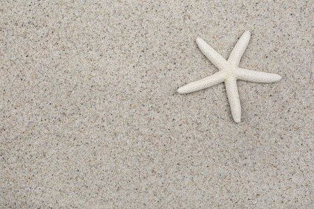 Starfish on a sand beachの写真素材