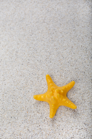 Starfish on a sand beachの写真素材