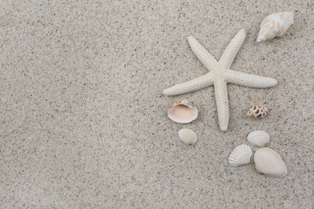 Shells and starfishの写真素材