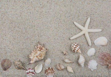 Shells and starfish