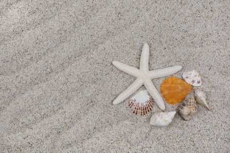 Shells and starfishの写真素材