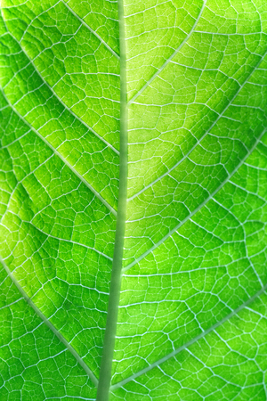 Green texture of organic leaf for backgroundsの写真素材