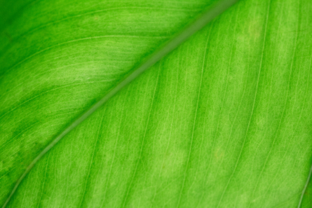 Green texture of organic leaf for backgroundsの写真素材