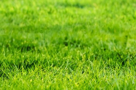 Green grass texture with field. Chopped viewの写真素材