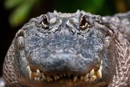 Look of the American caiman demonstrating danger. Alligator & Crocodileの写真素材